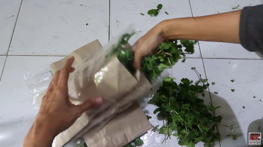 Cara menyimpan daun mint agar tetap hijau dan tak layu hingga 1 minggu