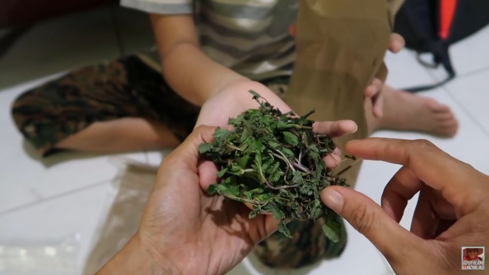 Cara menyimpan daun mint agar tetap hijau dan tak layu hingga 1 minggu