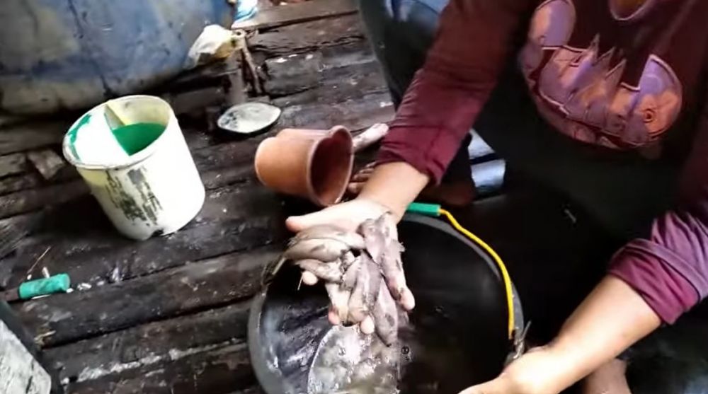 Tanpa pisau, ini cara cepat membersihkan sisik ikan dalam jumlah banyak hanya 2 menit