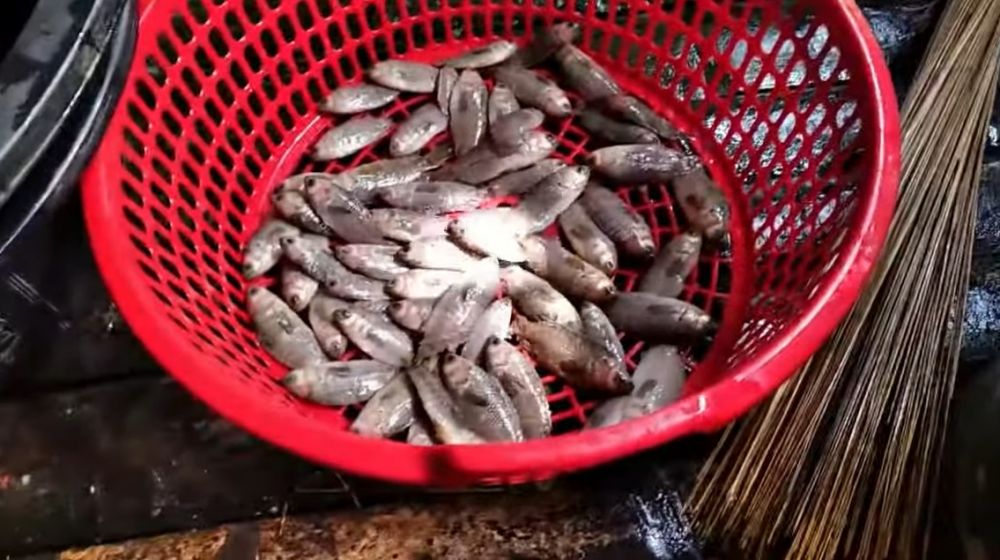Tanpa pisau, ini cara cepat membersihkan sisik ikan dalam jumlah banyak hanya 2 menit