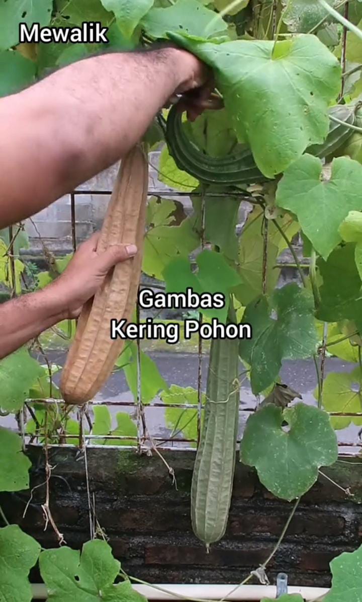 Cuma pakai satu jenis sayuran, ini cara membuat spons cuci piring alami yang kuat dan ramah lingkungan