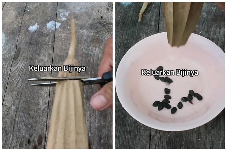 Cuma pakai satu jenis sayuran, ini cara membuat spons cuci piring alami yang kuat dan ramah lingkungan
