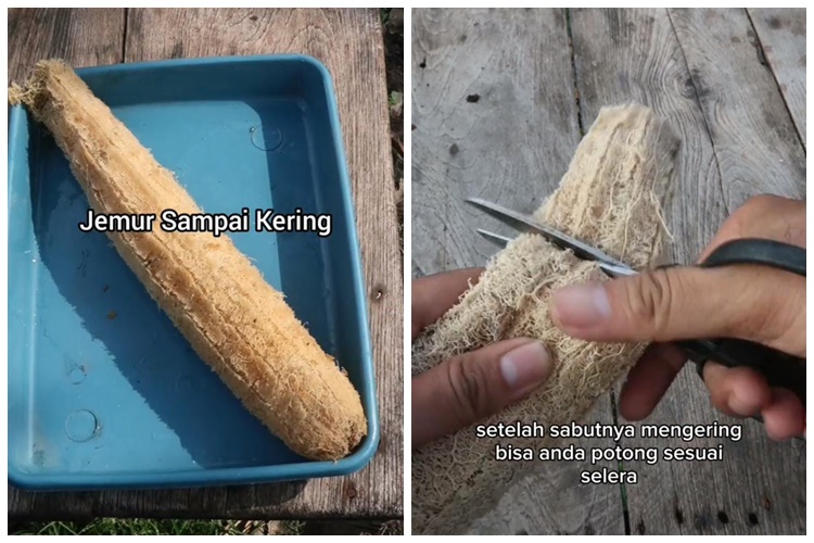 Cuma pakai satu jenis sayuran, ini cara membuat spons cuci piring alami yang kuat dan ramah lingkungan
