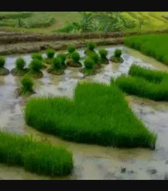 Penampakan nyeleneh di sawah Berbagai sumber