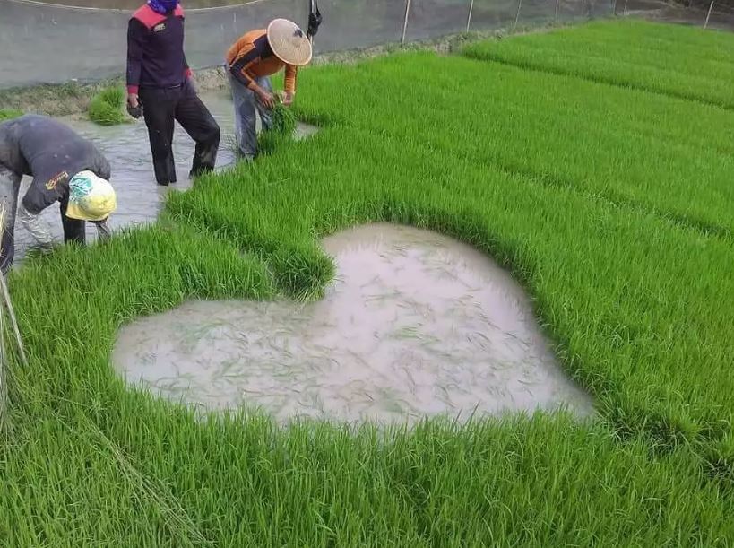 Penampakan nyeleneh di sawah Berbagai sumber