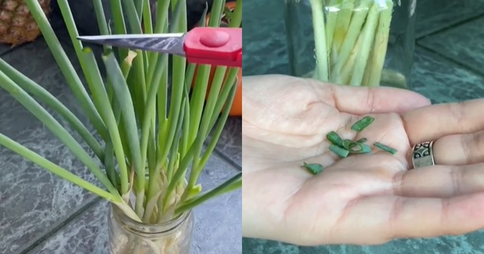 Dapat bertahan hingga 1 bulan di suhu ruang, ini cara jitu menyimpan daun bawang utuh biar tak layu