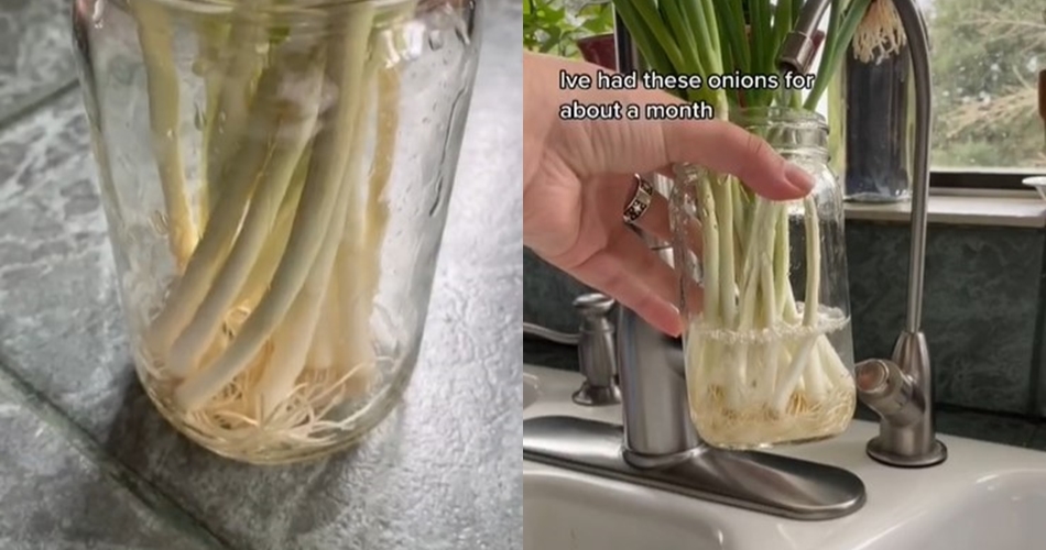 Dapat bertahan hingga 1 bulan di suhu ruang, ini cara jitu menyimpan daun bawang utuh biar tak layu