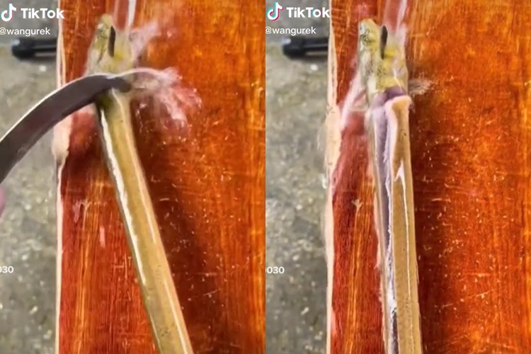 Cara praktis memfillet belut sampai tulangnya tak bersisa dan daging tak hancur