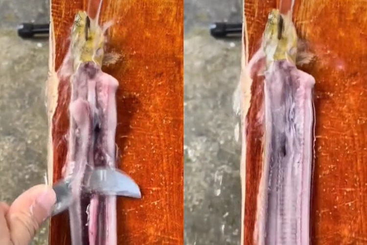 Cara praktis memfillet belut sampai tulangnya tak bersisa dan daging tak hancur