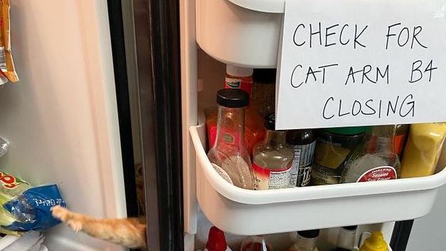 potret kocak hewan kepergok mencuri Berbagai sumber