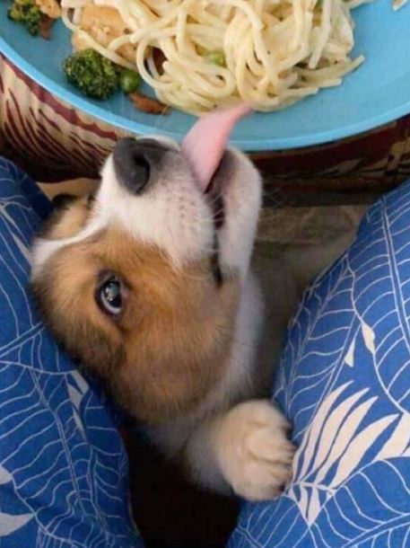 potret kocak hewan kepergok mencuri Berbagai sumber