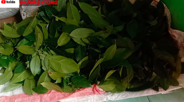 Tanpa perlu dimasukkan kulkas, ini cara menyimpan daun cincau agar tetap segar dan awet seminggu