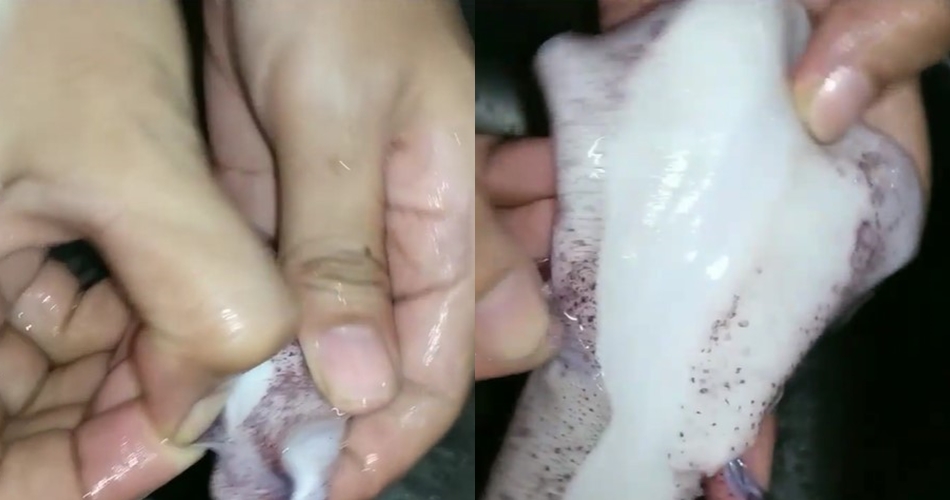 Tak perlu pakai pisau, ini cara menyiangi cumi agar putih bersih dan tintanya tak pecah