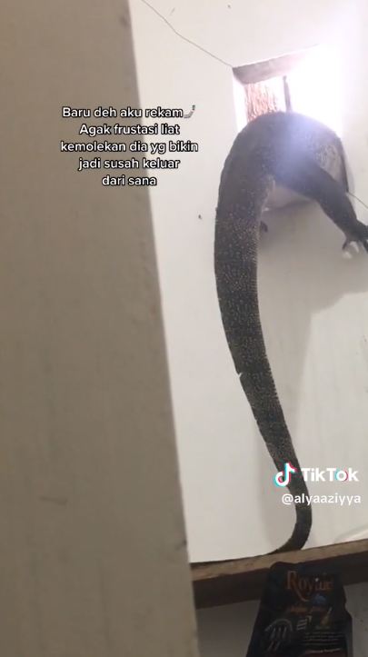 Lihat biawak jumbo masuk kamar mandi lewat jendela, reaksi cewek ini bikin greget