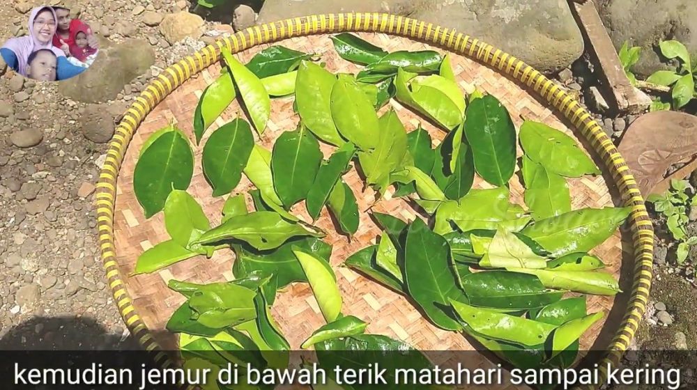 Cara menyimpan daun salam di suhu ruang, tetep hijau sampai berbulan-bulan