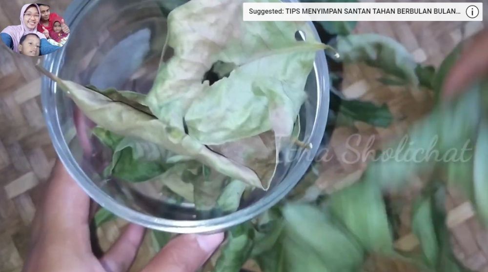 Cara menyimpan daun salam di suhu ruang, tetep hijau sampai berbulan-bulan