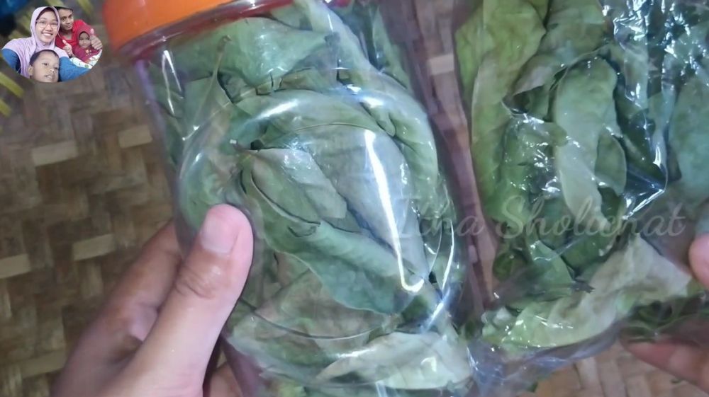 Cara menyimpan daun salam di suhu ruang, tetep hijau sampai berbulan-bulan
