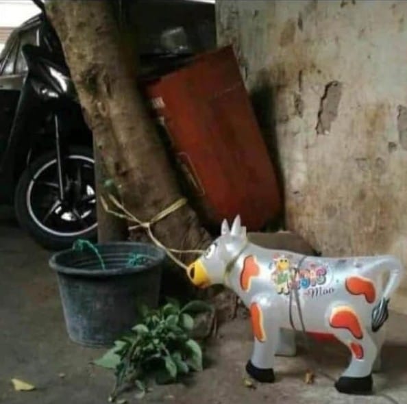 sapi lucu © berbagai sumber sapi lucu © berbagai sumber