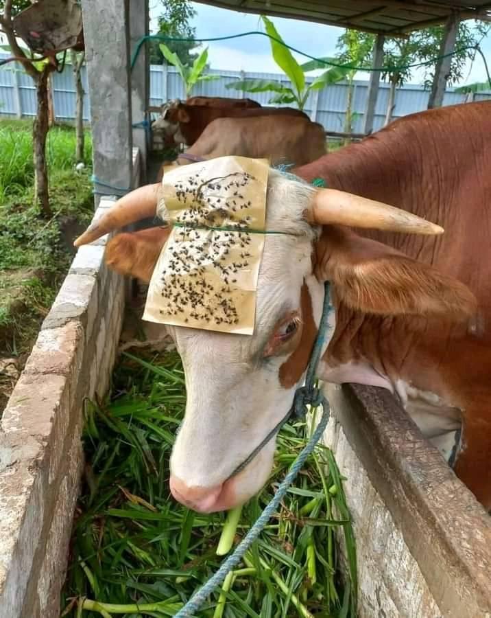 sapi lucu © berbagai sumber