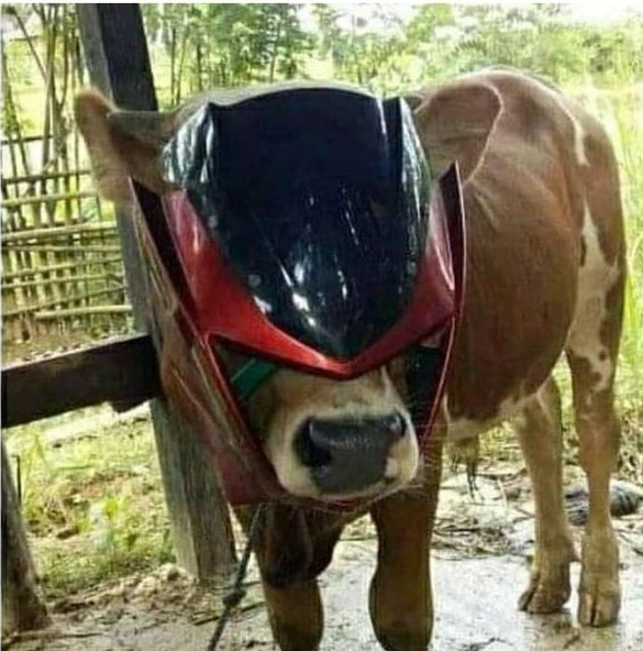 sapi lucu © berbagai sumber