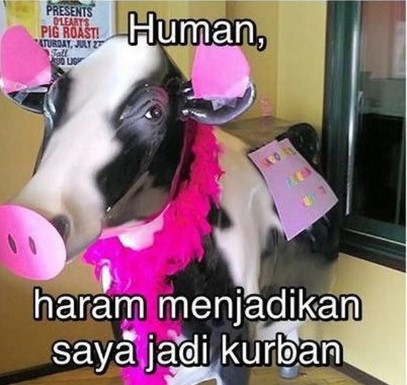 sapi lucu © berbagai sumber