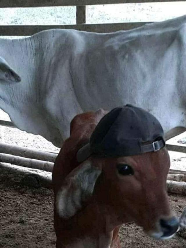 sapi lucu © berbagai sumber