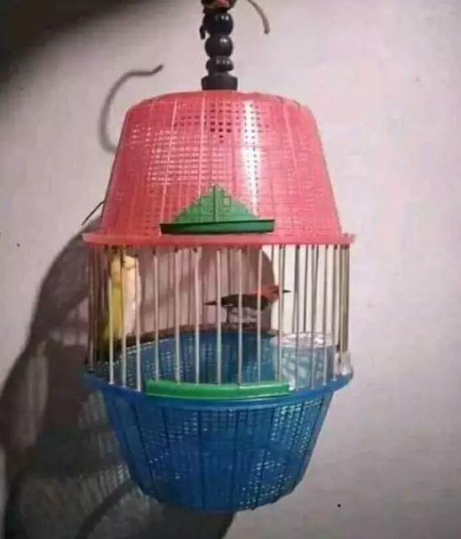 potret nyeleneh kandang burung Berbagai sumber potret nyeleneh kandang burung Berbagai sumber