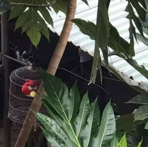 potret nyeleneh kandang burung Berbagai sumber potret nyeleneh kandang burung Berbagai sumber