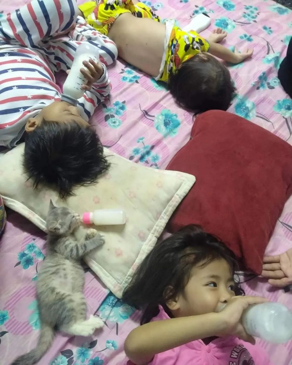 kucing makan bareng manusia © berbagai sumber