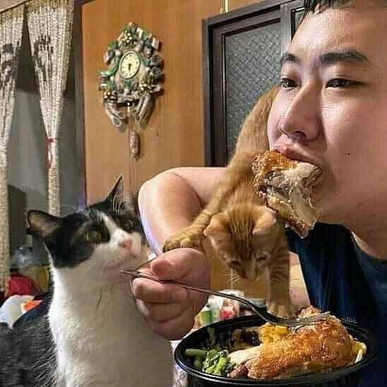 kucing makan bareng manusia © berbagai sumber