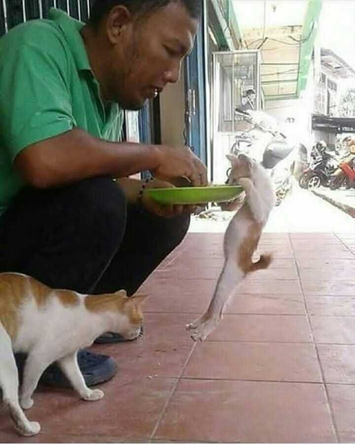 kucing makan bareng manusia © berbagai sumber
