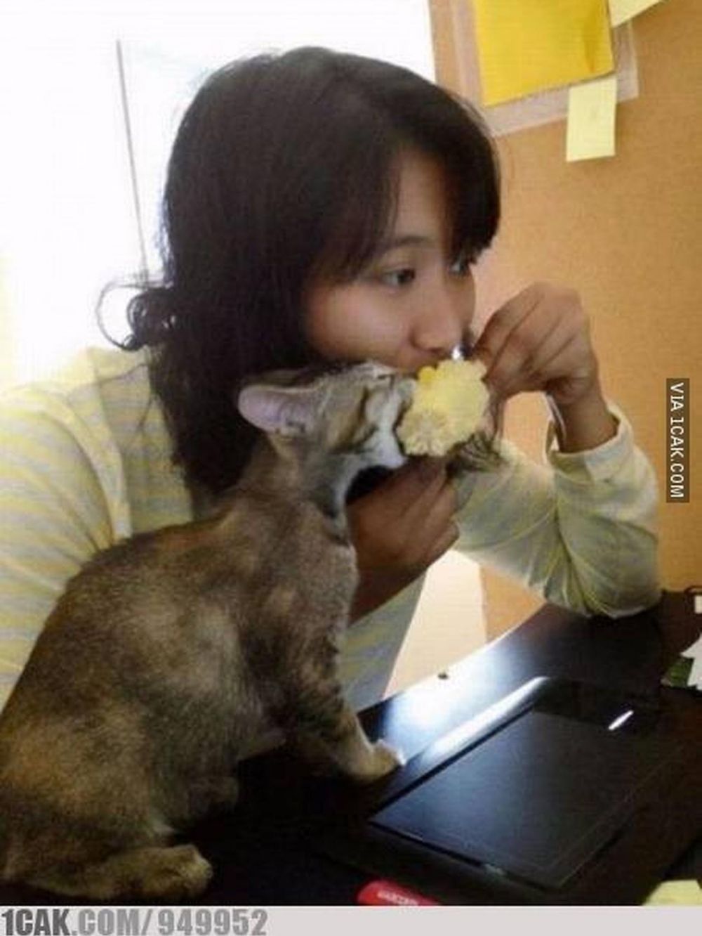 kucing makan bareng manusia © berbagai sumber kucing makan bareng manusia © berbagai sumber
