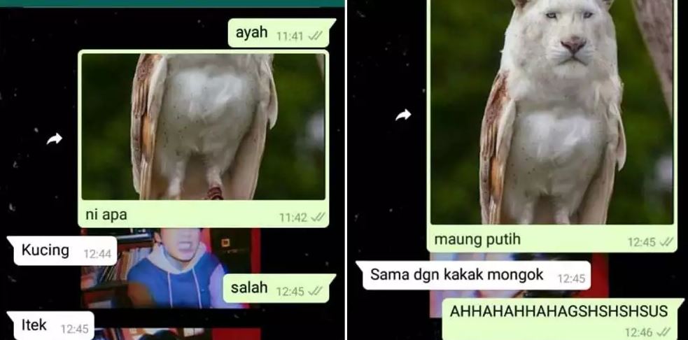 chat lucu tebak-tebakan receh Berbagai sumber
