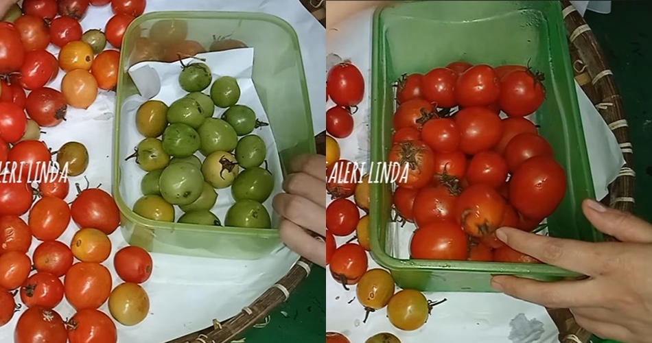 Tak perlu pakai tisu, begini cara menyimpan tomat agar awet dan bebas jamur sampai 8 bulan