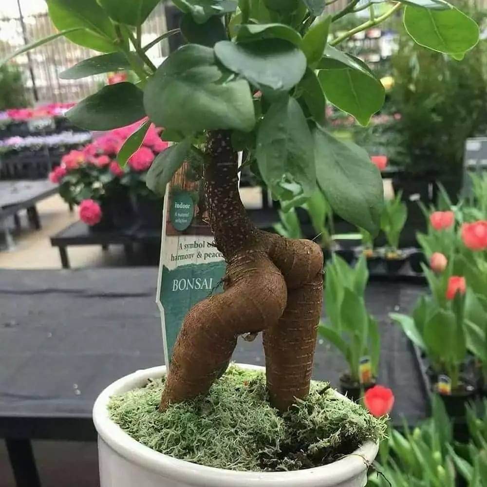 Potret kocak tumbuhan nyeleneh ini nggak biasa banget © berbagai sumber Potret kocak tumbuhan nyeleneh ini nggak biasa banget © berbagai sumber