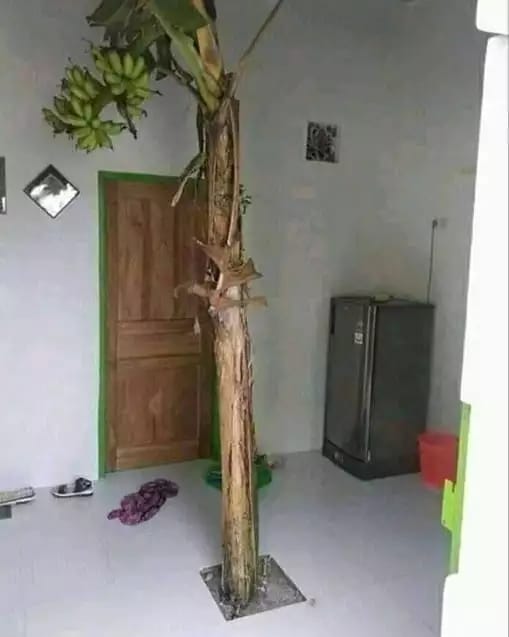 Potret kocak tumbuhan nyeleneh ini nggak biasa banget © berbagai sumber Potret kocak tumbuhan nyeleneh ini nggak biasa banget © berbagai sumber