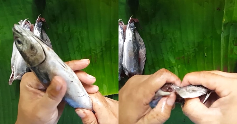 Tak perlu pakai pisau, begini cara mengeluarkan tulang ikan tongkol tanpa membelah dagingnya