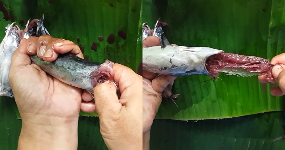 Tak perlu pakai pisau, begini cara mengeluarkan tulang ikan tongkol tanpa membelah dagingnya