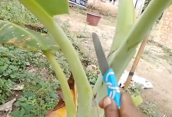 Pakai 1 bahan dapur, ini cara ampuh tajamkan pisau agar setajam silet dengan mudah dan cepat