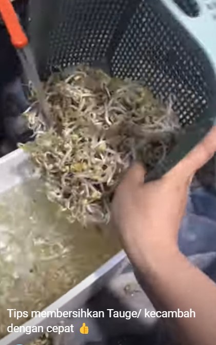 Cukup tambah satu bahan, begini trik mencuci tauge agar kotoran dan sisa kulit hijaunya mudah terpisah