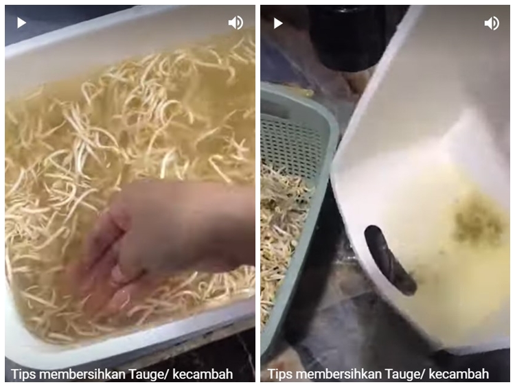 Cukup tambah satu bahan, begini trik mencuci tauge agar kotoran dan sisa kulit hijaunya mudah terpisah