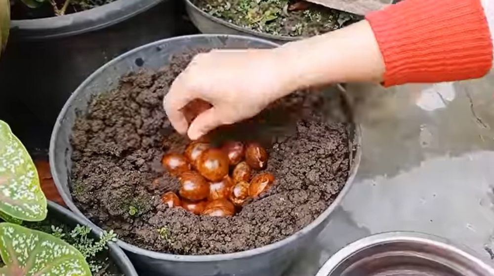 Tanpa direndam dan direbus, ini trik ampuh basmi bau tak sedap dan racun pada jengkol
