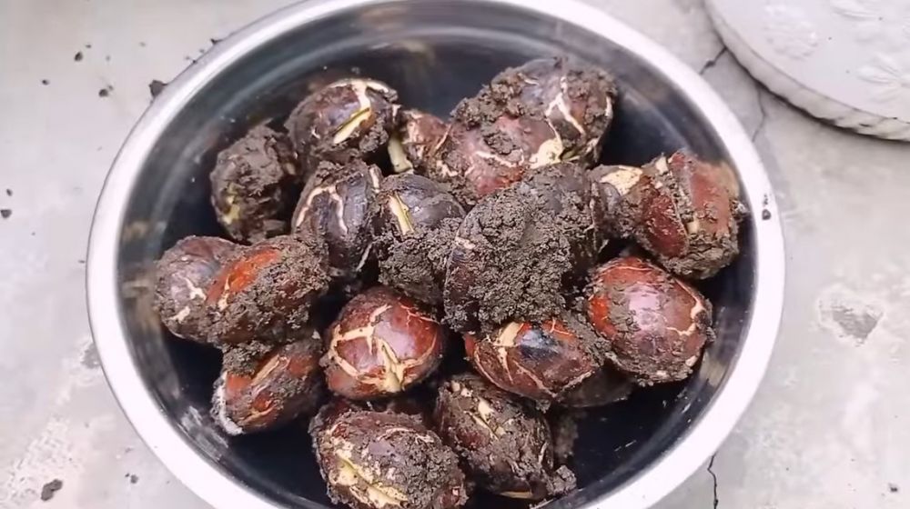 Tanpa direndam dan direbus, ini trik ampuh basmi bau tak sedap dan racun pada jengkol