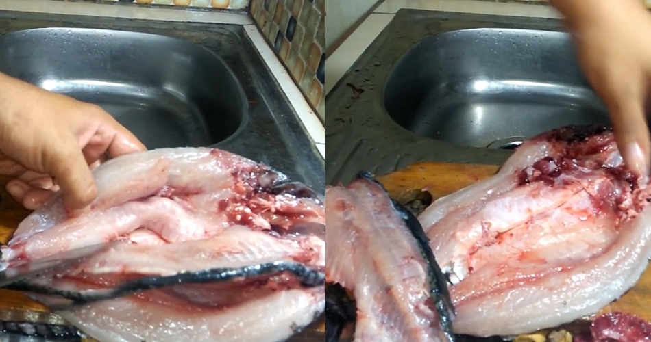 Tak perlu was-was lagi, ini cara sederhana menyiangi ikan mas agar isi perut bersih dan bebas duri
