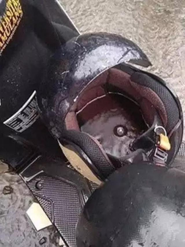 momen apes uji kesabaran © berbagai sumber