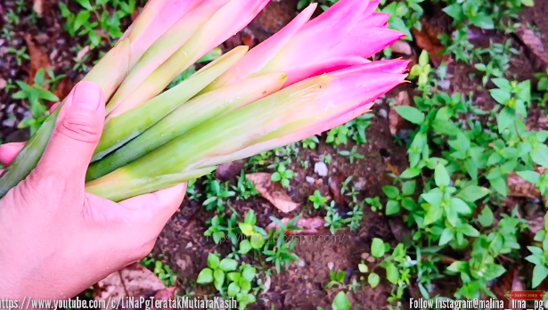 Pakai 1 bahan dapur, ini trik simpan bunga kecombrang agar tetap segar, tak menghitam, dan tahan lama