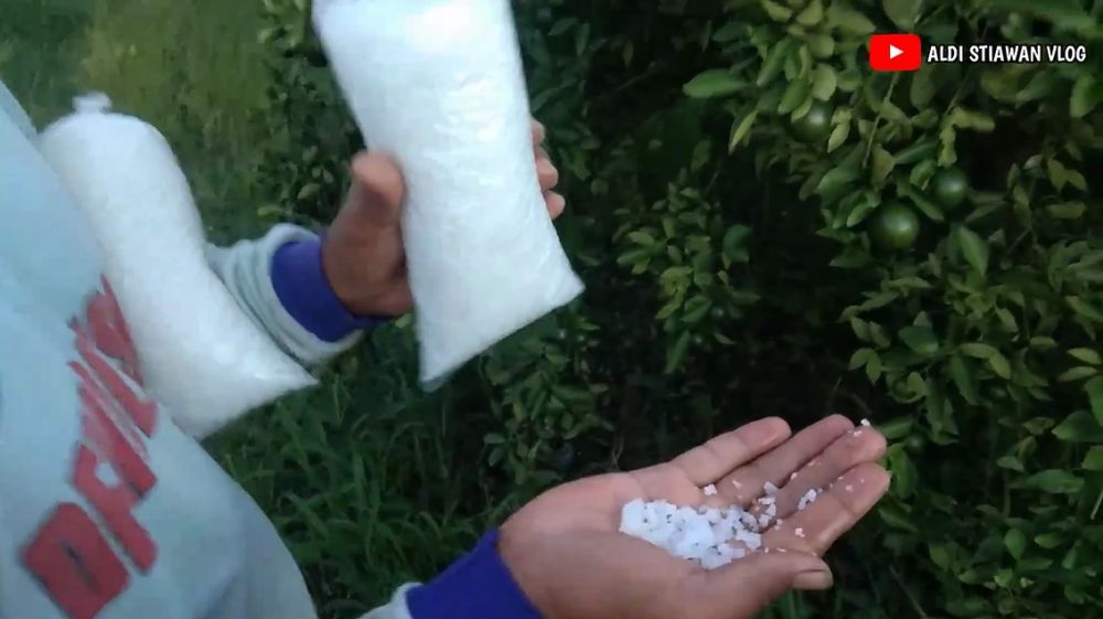 Pakai 1 bahan dapur, begini cara mempermanis buah jeruk secara alami