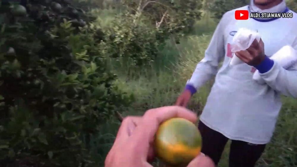 Pakai 1 bahan dapur, begini cara mempermanis buah jeruk secara alami