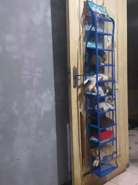 Potret kocak kucing tidur Berbagai sumber