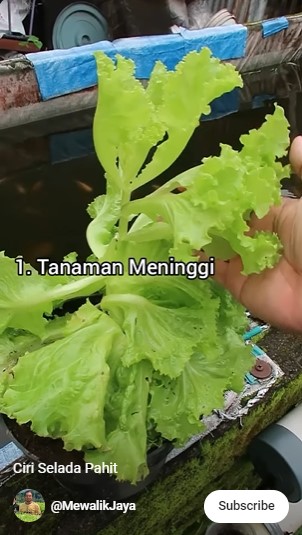 Penggemar sayuran jangan salah pilih, ini beda selada yang rasanya pahit dan tidak